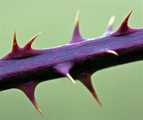 thorn pic